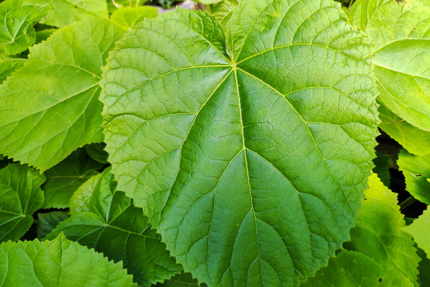 Blätter von Paulownia Tomentosa im Garten. Nahaufnahme Blatt der Paulownia-Pflanze - Foto, Bild