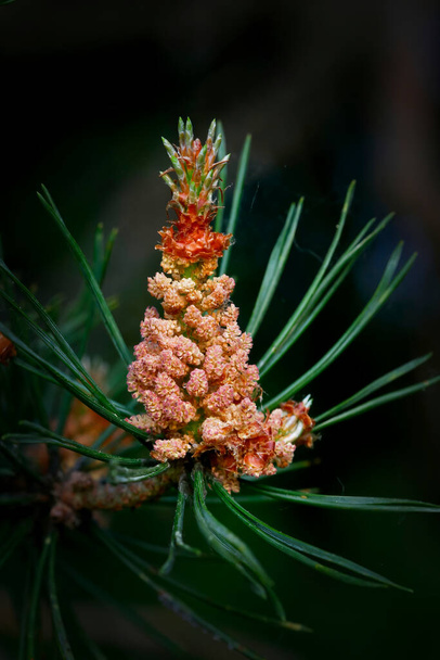 A pine flower blooms in the forest. Beautiful, but some get a dust allergy from this. - Photo, Image