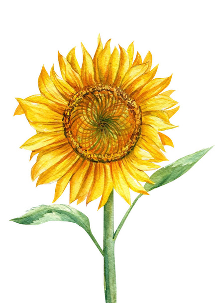 Akvarel slunečnice, izolované bílé pozadí, botanická malba. Pozdrav - Fotografie, Obrázek
