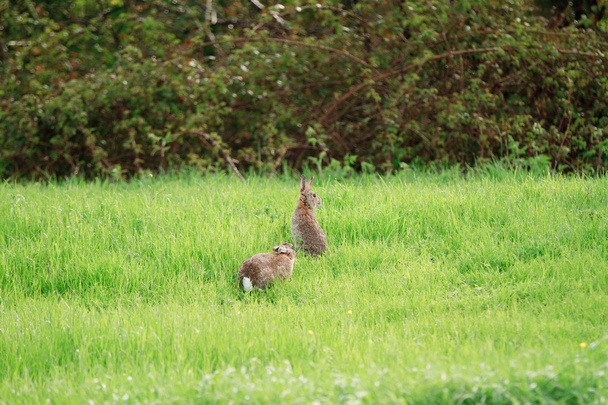 wilde konijnen - Foto, afbeelding