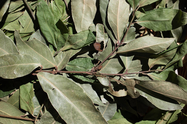 Świeże, ekologiczne liście laurowe (liść laurowy) na sprzedaż na targu rolniczym w Kalifornii - Zdjęcie, obraz