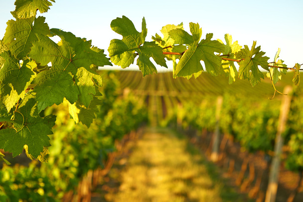 Photo vine leaves in the background view on vineyard - Φωτογραφία, εικόνα