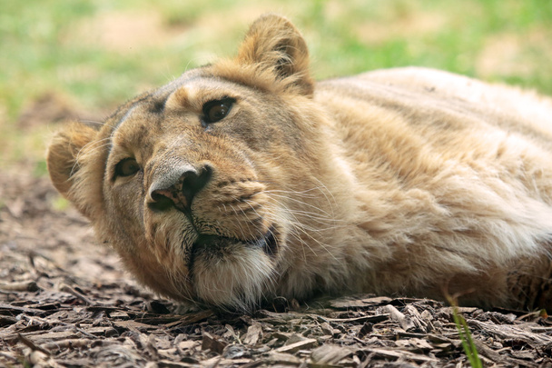Sleeping lioness - Photo, Image