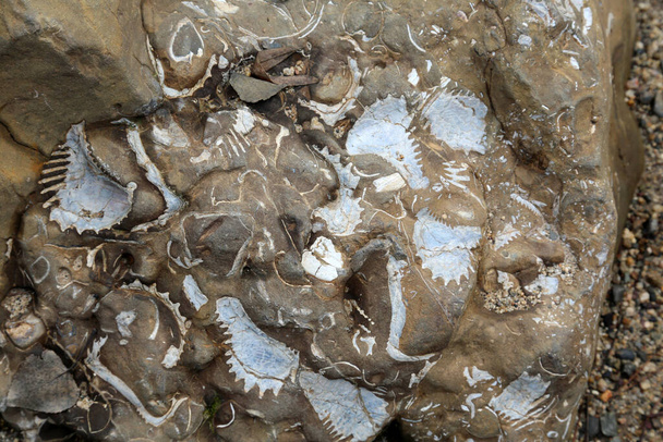 Megkövesedett kagylók egy sziklában. Megkövesedett tengeri élet. Példa a több millió évvel ezelőtti életre. A tengeri állatok meghaltak és megkövesedtek..  - Fotó, kép