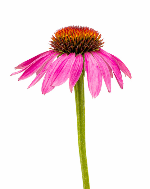 Echinacea-Blüte - Foto, Bild