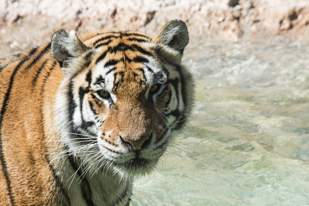 portréja egy tigris-értesítés a vízben - Fotó, kép