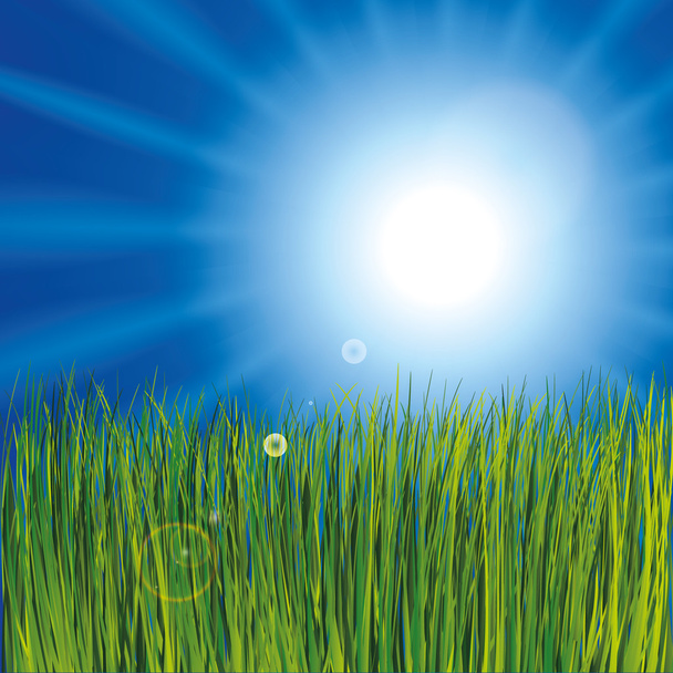 Grass and sunny sky as background - Vector, Image