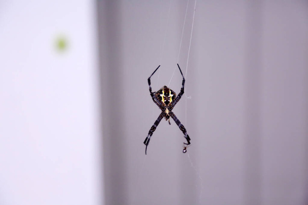 Araña. Araña tejedora de orbes. araneidas. Araneidae Araña tejedora de orbes. Orb-Weaver Spider en Maui Hawaii.  - Foto, Imagen