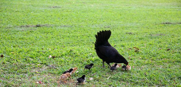 Chicken. Black Chicken. Chicken with her babies. Mother Chicken. free range chickens. Breeding chickens. Orpington Hen with chicks. Orpington is a breed of chicken named after the town of Orpington, Kent, in south-east England. Cluck Cluck. Chicken. - Photo, Image