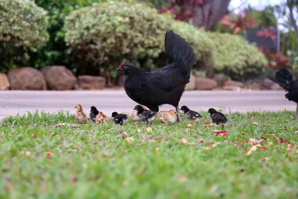 Black Chicken. Chicken. Orpington Hen with chicks. Orpington is a breed of chicken named after the town of Orpington, Kent, in south-east England. - Photo, Image