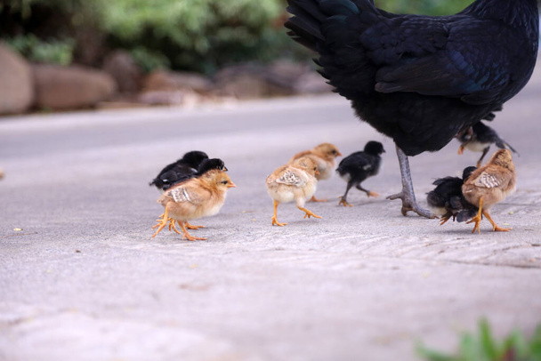 https://cdn.create.vista.com/api/media/small/493416502/stock-photo-chicken-black-chicken-chicken-her-babies-mother-chicken-free-range