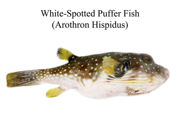 Puffer Fish. Bílá skvrnitá ryba. Arothron Hispidus. Mrtvý Puffer Fish vyplavil na břeh na Maui Hawaii. Mrtvá ryba. Ryba. Zvíře. Sea Life.   - Fotografie, Obrázek