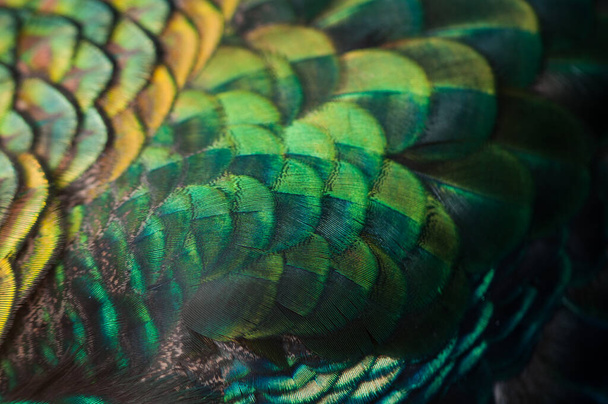 Close up of the  peacock feathers .Macro blue feather, Feather, Bird, Animal. Macro photograph. - Foto, Bild