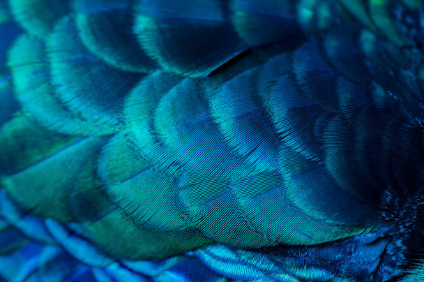 Close up of the  peacock feathers .Macro blue feather, Feather, Bird, Animal. Macro photograph. - Foto, Imagen
