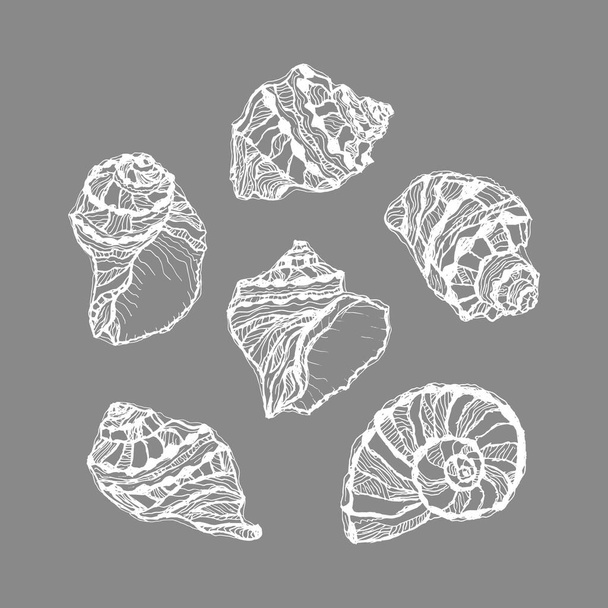 Vector de concha blanca sobre fondo gris. Ilustración dibujada a mano de bocetos de conchas de mar de moluscos. Elementos marinos decorativos de verano - Vector, Imagen