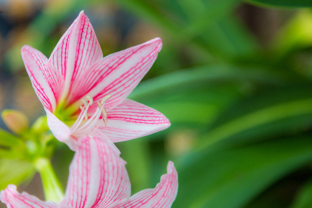 pink lily flower use for background - Fotoğraf, Görsel