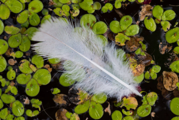 Witte veren drijvend op kalme water natuur achtergrond - Foto, afbeelding