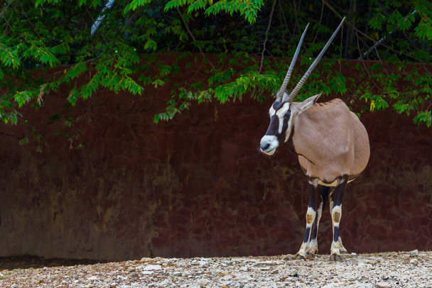 Gemsbok antilooppi (Oryx gazella) peura seisoo ja nähdä muukalainen - Valokuva, kuva