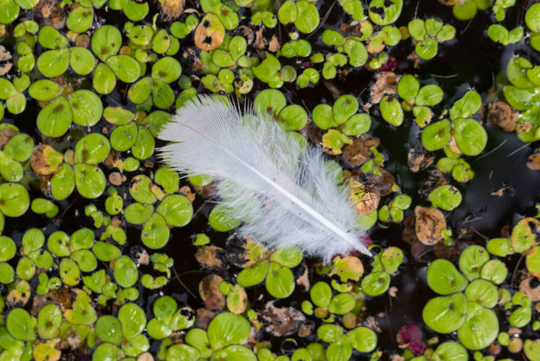 Белые перья плавают на спокойном водном фоне - Фото, изображение