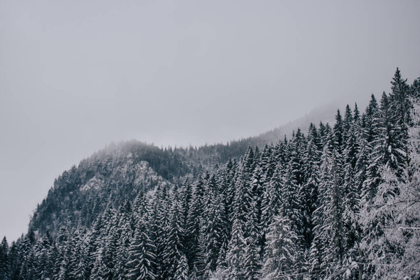 A scenic view of the snow-covered coniferous forest in the mountains - Photo, image