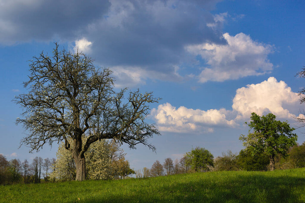 A green meadow with beautiful trees - Foto, Bild