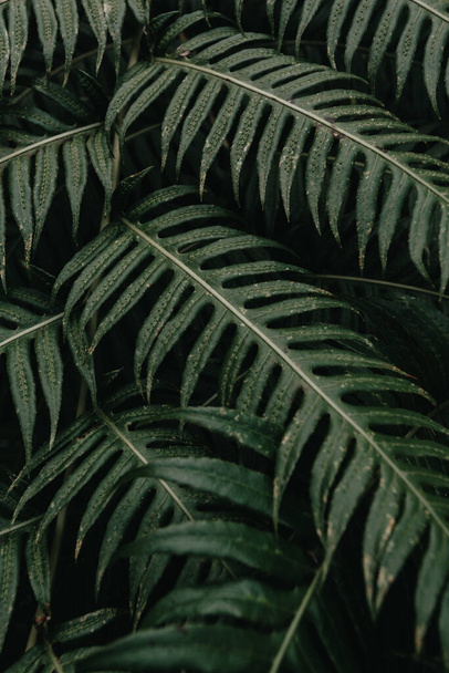 A vertical shot of green fern leaves in dark tones - Valokuva, kuva