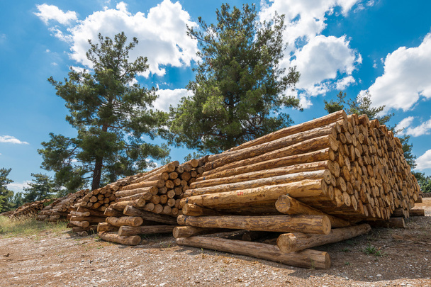 surové dřevo břevno - Fotografie, Obrázek