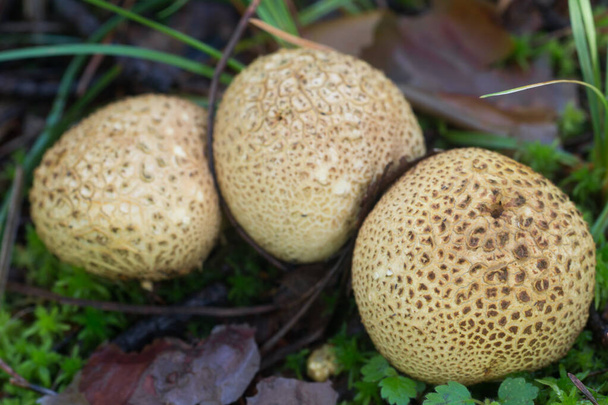 scleroderma citrinum, gewone aardbol paddenstoel in bos close-up selectieve focus - Foto, afbeelding