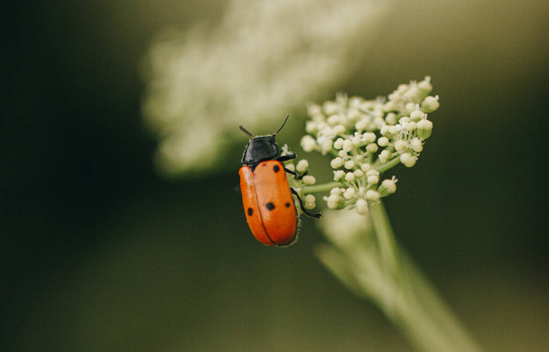 A closeup of a red beetle on a wildflower in a field under the sunlight with a blurry background - Foto, immagini