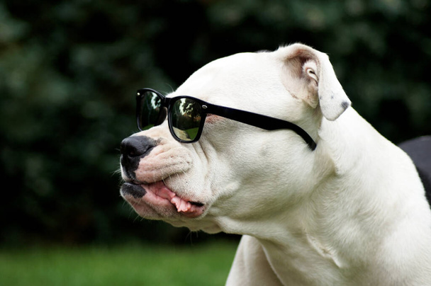 A white American bulldog with sunglasses on - Fotó, kép