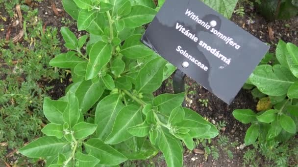 Withania somnifera (Ashwagandha) se ha convertido en una de las hierbas ayurvédicas más populares en el mundo occidental. El ginseng indio, grosella espinosa venenosa o cereza de invierno es una planta de la familia Solanaceae.. - Metraje, vídeo