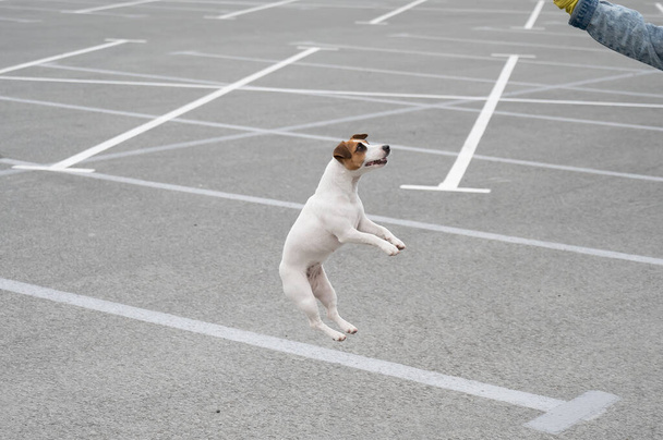 Jack russell terrier dog jumping for a rubber toy. - Valokuva, kuva