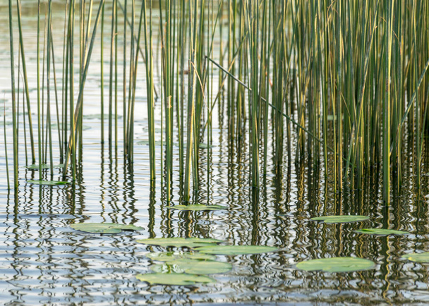 καλοκαιρινό τοπίο με ήρεμη επιφάνεια νερού, νούφαρα, πράσινα φύλλα και καλάμια, αντανακλάσεις στο νερό - Φωτογραφία, εικόνα