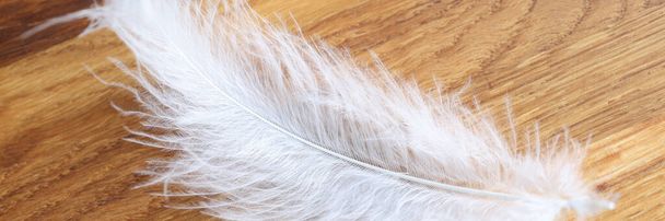 White feather lies on wooden table closeup - Photo, Image