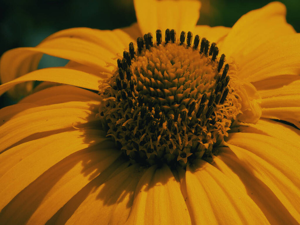 Yellow center of a flower, close-up. Arnica flower bud. - Photo, Image