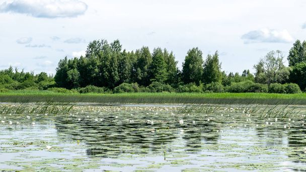 mooie aquatische vegetatie aan de oever van de rivier op een zonnige zomerdag, de lotus achtergrond foto is erg mooi in een waterpot, Salaca rivier, Burtnieki meer, Latvija - Foto, afbeelding
