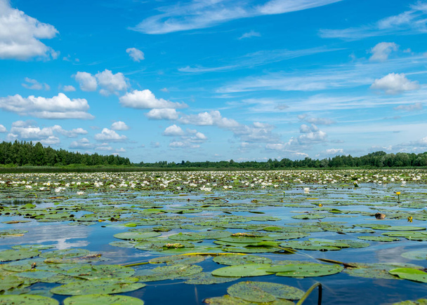 όμορφη υδρόβια βλάστηση στην όχθη του ποταμού σε μια ηλιόλουστη μέρα του καλοκαιριού, η φωτογραφία του λωτού φόντο είναι πολύ όμορφη σε μια κατσαρόλα νερό, Salaca ποταμού, Burtnieki λίμνη, Latvija - Φωτογραφία, εικόνα