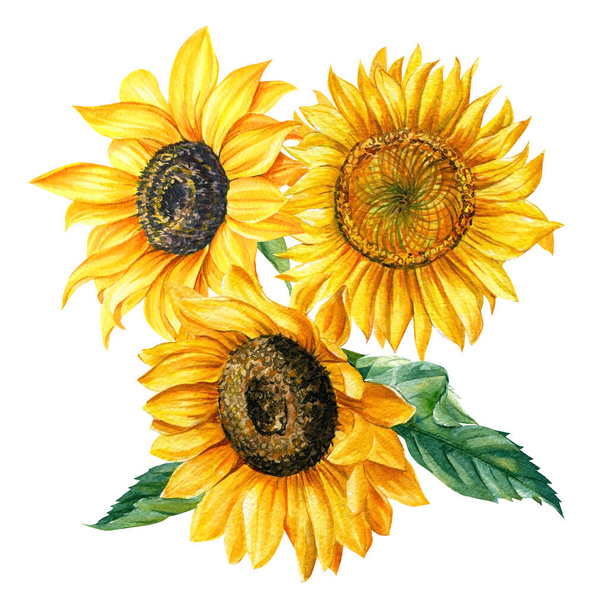 Kytice slunečnice, akvarel ilustrace, izolované bílé pozadí, botanická malba. blahopřání - Fotografie, Obrázek