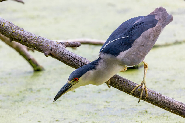 The  black-crowned night heron (Nycticorax nycticorax) on the hunt - Foto, afbeelding