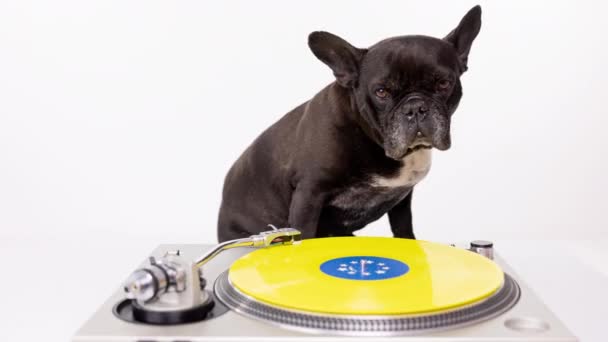 DJ bulldog francés reproducción de discos  - Imágenes, Vídeo