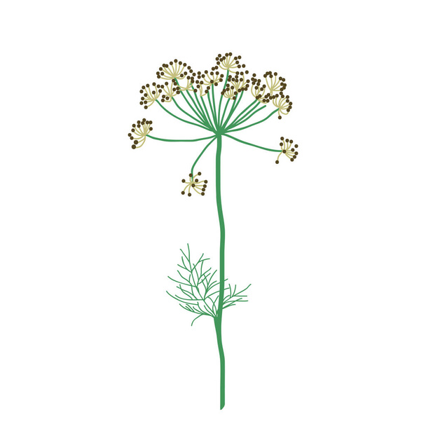 Green dill blossom isolated on white background. Realistic plant with seeds. - Vector, afbeelding