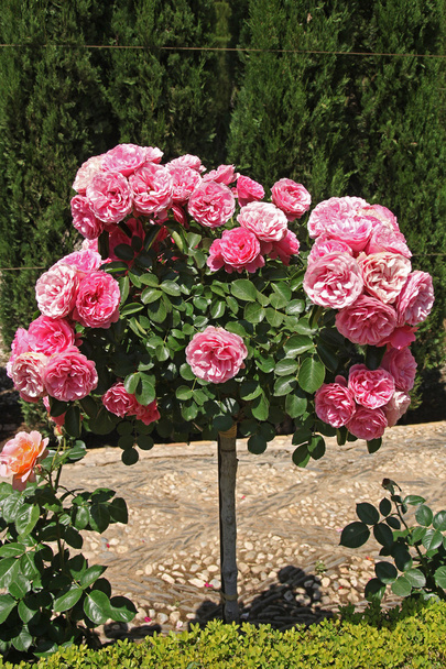 Hermosas rosas rosadas en el jardín - Foto, Imagen