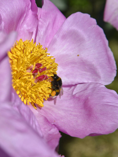 Makro der Hummel (Bombus), die sich von der rosa chinesischen Pfingstrose (Paeonia lactiflora) ernährt) - Foto, Bild