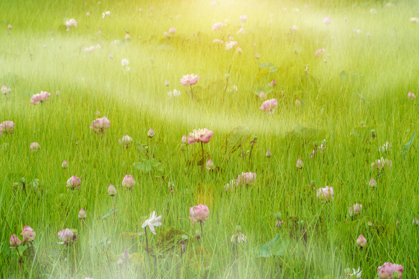 Flor de lótus estão florescendo no prado e nevoeiro
. - Foto, Imagem
