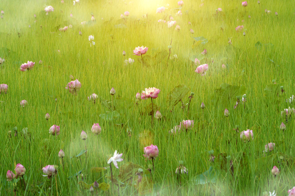 Flor de lótus estão florescendo no prado
 - Foto, Imagem