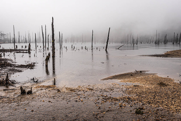 lago brumoso con muchos troncos de árboles secos en la mañana de la imagen de ángulo plano se toma en el lago madhuri tawang arunachal pradesh. - Foto, imagen