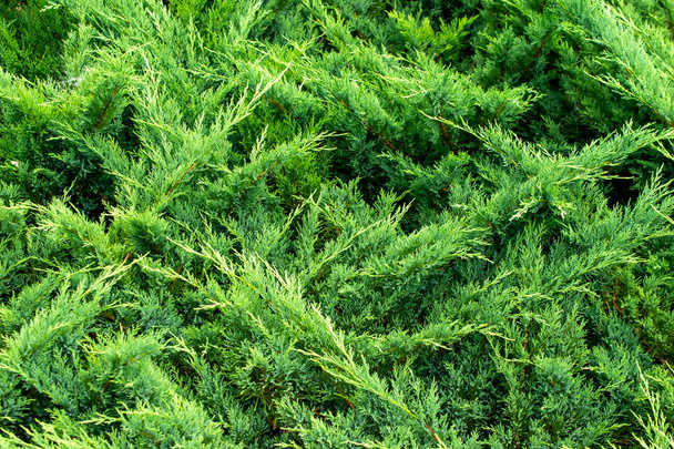 grüne Wacholderzweige mit sichtbaren Details. Hintergrund oder Textur - Foto, Bild