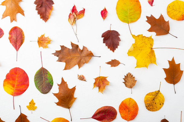 Yellow and red autumn leaves concept composition - 写真・画像