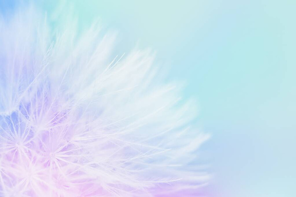 Soft abstract gradient background, abstract dandelion - Photo, Image