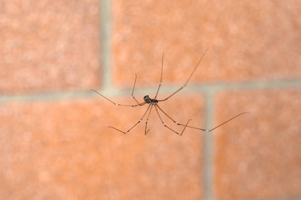 marbré cave araignée sur le mur de briques rouges - Photo, image